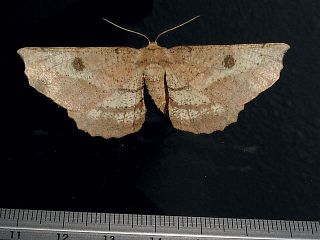 Acrodontis kotshubeji