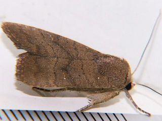 Athetis stellata