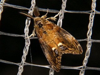 Sphrageidus similis