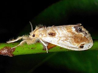 Sphrageidus similis