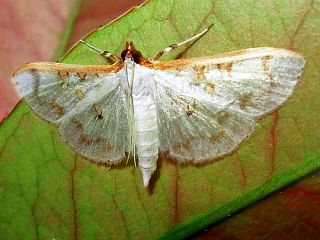 Palpita inusitata