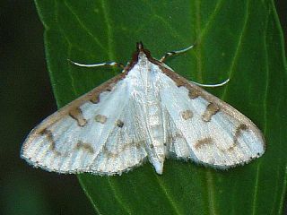 Palpita inusitata