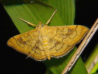 Anania verbascalis