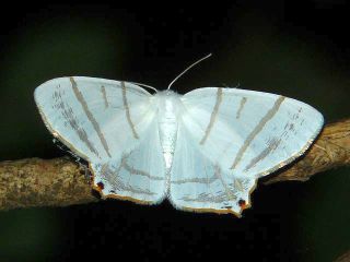 Ourapteryx subpunctaria