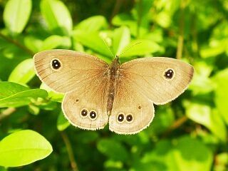 Ypthima argus