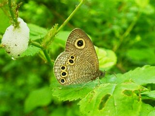 Ypthima argus