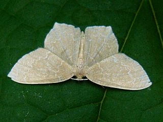 Jodis putata orientalis