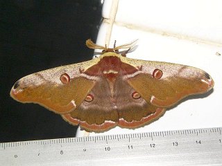 Saturnia jonasii jonasii
