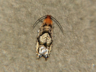 Coenobiodes granitalis