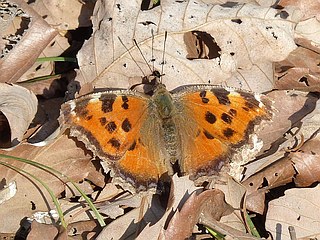 Nymphalis xanthomelas