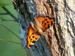 Nymphalis xanthomelas