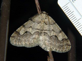 Larerannis miracula