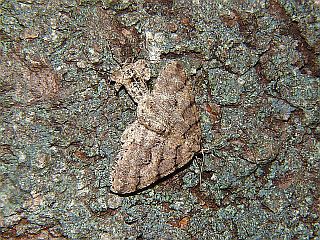 Larerannis miracula