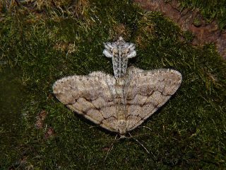 Larerannis miracula