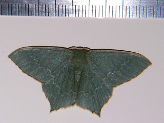Maxates illiturata