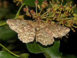 Paradarisa chloauges