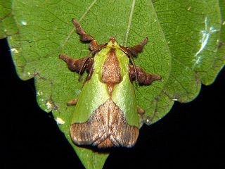 Parasa lepida lepida