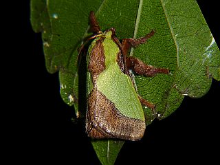 Parasa lepida lepida