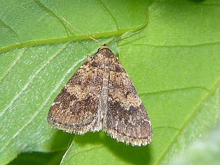 Hydrillodes pacificus