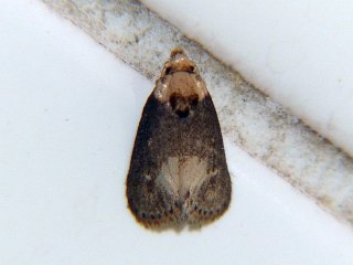 Naryciodes posticalis