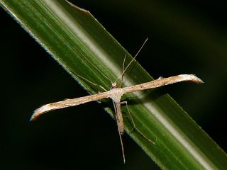 Emmelina argoteles