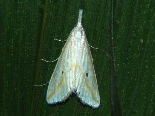 Scirpophaga lineata