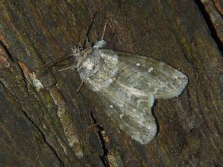 Demopsestis punctigera