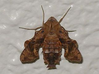 Neogurelca himachala sangaica