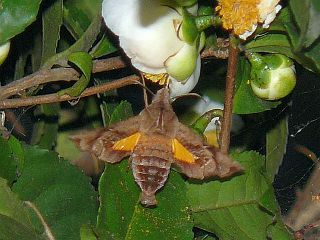 Neogurelca himachala sangaica