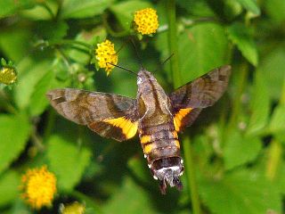 Macroglossum stellatarum