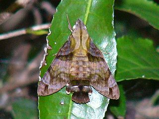 Macroglossum stellatarum