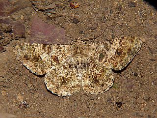 Racotis boarmiaria japonica