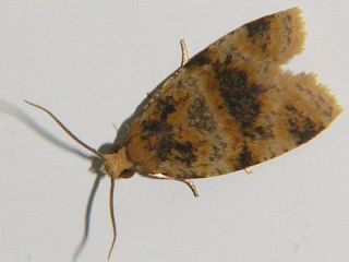 Gnorismoneura hoshinoi