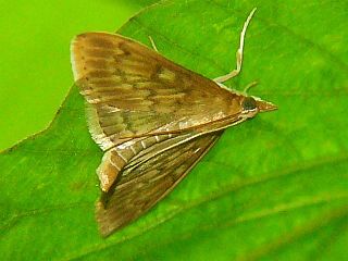 Nomis albopedalis