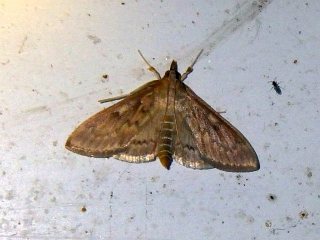 Nomis albopedalis