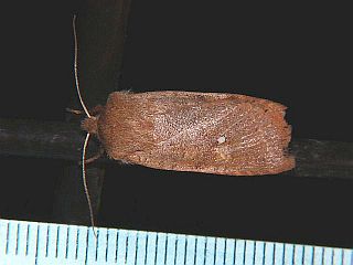 Conistra ardescens