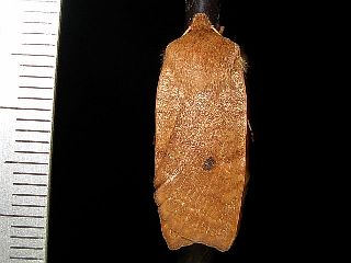 Conistra ardescens