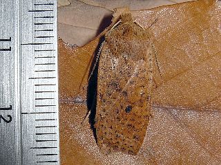Conistra ardescens