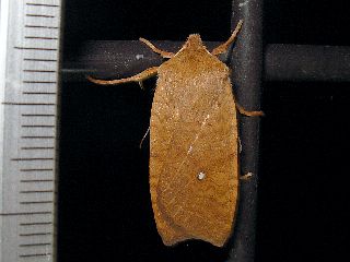 Conistra ardescens