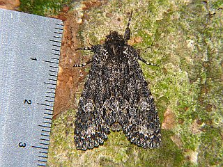 Meganephria funesta