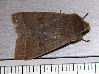 Anorthoa angustipennis