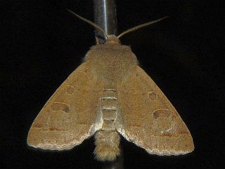 Anorthoa angustipennis