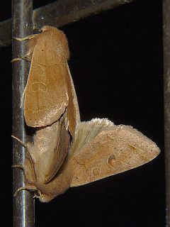Anorthoa angustipennis