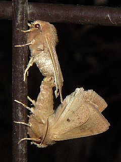 Anorthoa angustipennis
