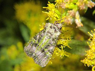 Euplexidia angusta