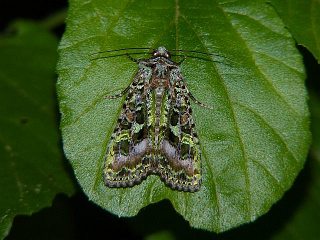 Euplexidia angusta