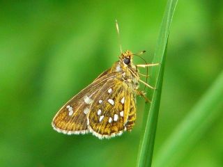 Isoteinon lamprospilus lamprospilus