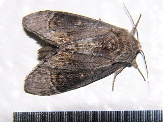 Fentonia ocypete