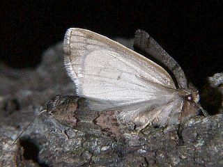 Planociampa modesta