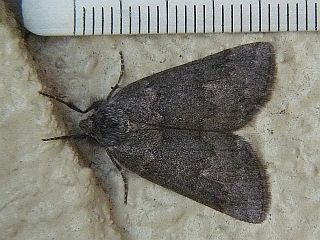 Planociampa modesta